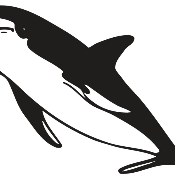 AR DOLPIN 13 RC Thumbnail